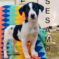 Sesamo: cucciolo taglia medio piccola dolcissimo