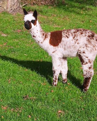 Top alpaca