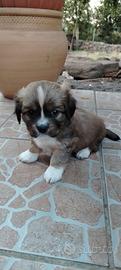 Pechinese incrocio