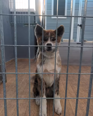 Akita inu