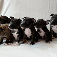 Cuccioli di Bullterrier miniature pedigree ENCI