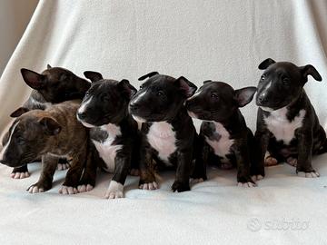 Cuccioli di Bullterrier miniature pedigree ENCI