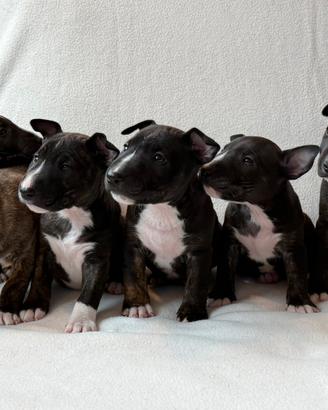 Cuccioli di Bullterrier miniature pedigree ENCI