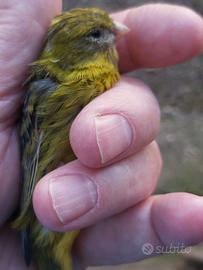 Canarino Timbrado Spagnolo