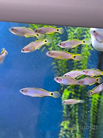 Tautardina ocellicauda