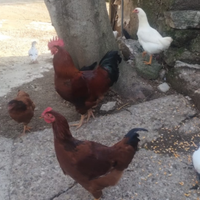 Gallo da riproduzione