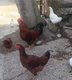 Gallo da riproduzione