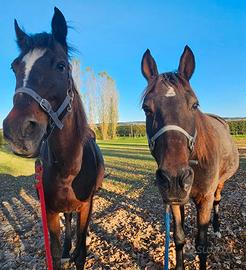 Mezza fida provincia Bologna/Modena