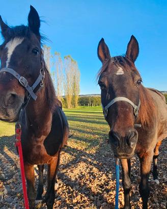 Mezza fida provincia Bologna/Modena