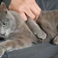 Certosini cuccioloni