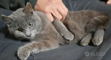 Certosini cuccioloni