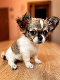 Cucciolo Chihuahua, maschio