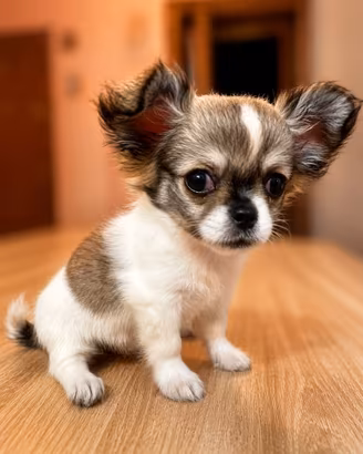 Cucciolo Chihuahua, maschio