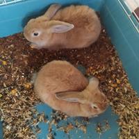 Conigli nati il 16 luglio