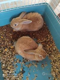 Conigli nati il 16 luglio