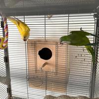 Coppia Parrocchetti Monaci