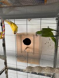 Coppia Parrocchetti Monaci