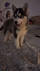 Cuccioli siberian husky