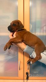 Cucciole di Rhodesian Ridgeback