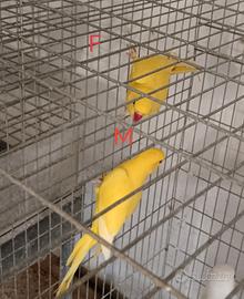 Pappagalli parrocchetti dal collare