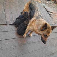 Ciccioli pastore tedesco