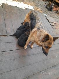 Ciccioli pastore tedesco