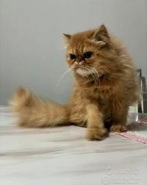 Gatto da accoppiamento