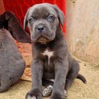 Cuccioli di Cane Corso
