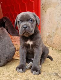 Cuccioli di Cane Corso