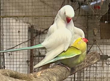 Pullo Parrocchetto dal Collare