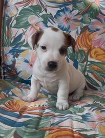 Cucciole jack Russell pedigree