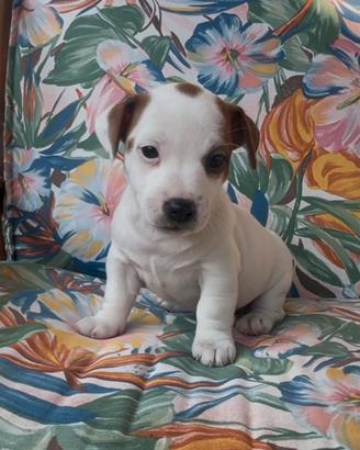 Cucciole jack Russell pedigree