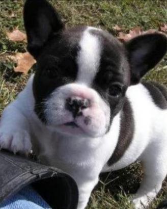 Bulldog francese bianco nero