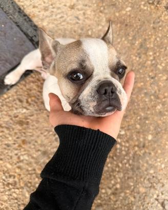 Bulldog francese