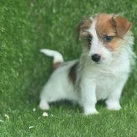 Jack Russell broken