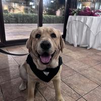 Cagnolina per accoppiamento