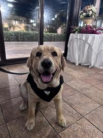 Cagnolina per accoppiamento