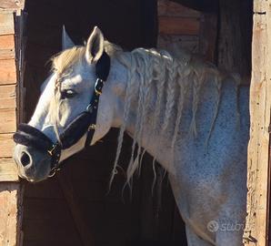 cavallo andaluso