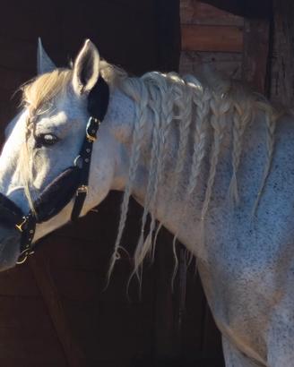 cavallo andaluso