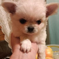 Cuccioli di chihuahua