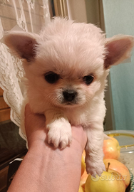 Cuccioli di chihuahua