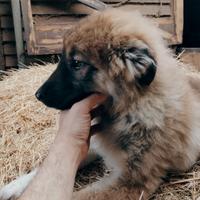 Cuccioli pastore del Caucaso aborigeno