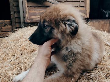 Cuccioli pastore del Caucaso aborigeno