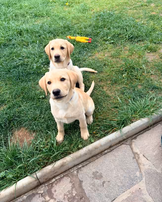 Cuccioli di Labrador Retriver di alta genealogia