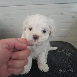 Maltese Maschio ENCI