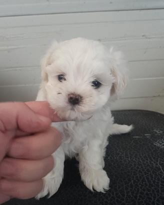 Maltese Maschio ENCI
