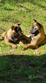 Cuccioli malinois