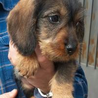 Cane bassotto 4 mesi