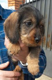 Cane bassotto 4 mesi