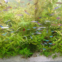 Pesci tropicali per acquario